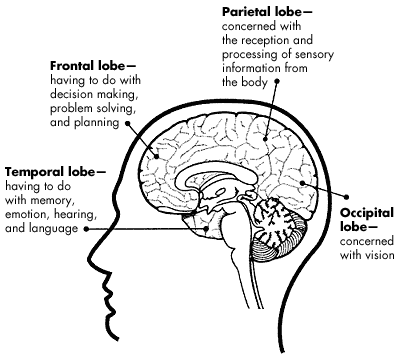 The Brainâlesson 1âthe Brain  What's Going On In There  (page 1 Of 2)